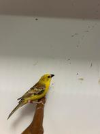 1-1 bruinrug goudmus, Meerdere dieren, Tropenvogel, Geringd