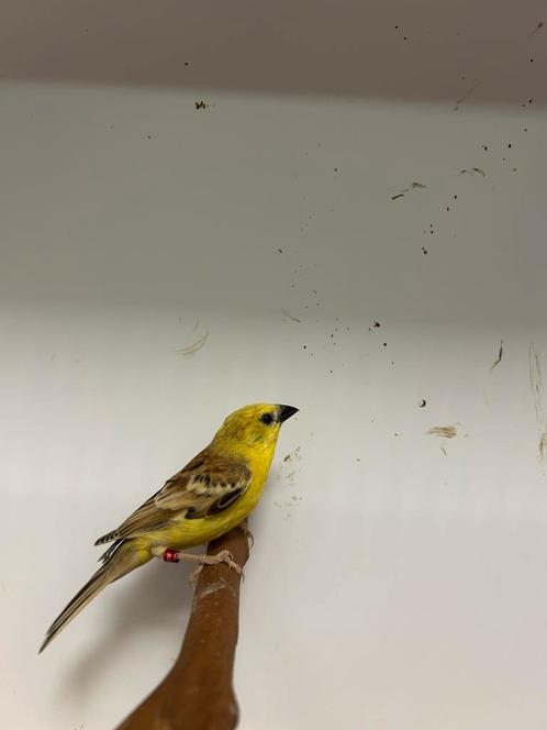 1-1 bruinrug goudmus, Dieren en Toebehoren, Vogels | Overige Vogels, Tropenvogel, Meerdere dieren, Geringd