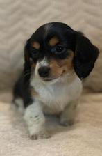 Lief klein teckeltje, Dieren en Toebehoren, Honden | Teckels en Dashonden, Reu, CDV (hondenziekte), 8 tot 15 weken, Dwerg