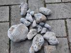 Fossiele versteend koraal Normandie, Verzamelen, Mineralen en Fossielen, Ophalen of Verzenden, Fossiel