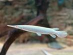 Albino Florida Gar, Dieren en Toebehoren, Vissen | Aquariumvissen, Vis