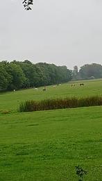 Verzorgster/ Verzorger gezocht voor Merrie in s' graveland, Dieren en Toebehoren, Paarden en Pony's | Overige Paardenspullen, Ophalen of Verzenden
