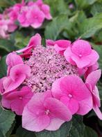 Hortensia randbloeier, Ophalen, Zomer, Overige soorten, Halfschaduw