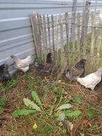Vijf Barnevelder hennen, groot van + 2.1/2 maand., Dieren en Toebehoren, Pluimvee, Vrouwelijk, Kip