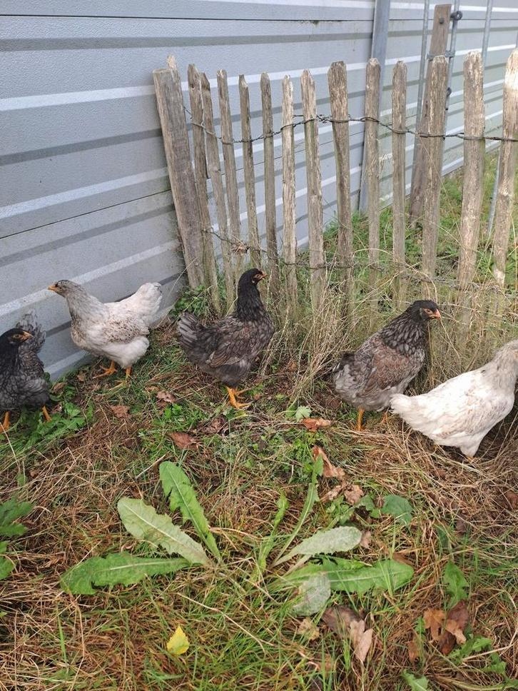 Vijf Barnevelder hennen, groot van + 2.1/2 maand., Dieren en Toebehoren, Pluimvee, Kip, Vrouwelijk