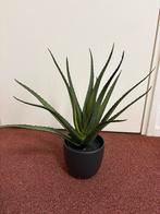 Nep Aloë Vera Plant in Pot, Vetplant, In pot, Minder dan 100 cm, Groene kamerplant