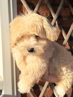 Maltipoo pup meisje 🩷, Dieren en Toebehoren, Honden | Chihuahua's en Gezelschapshonden, Particulier, Rabiës (hondsdolheid), 15 weken tot 1 jaar