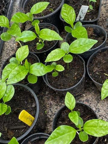 granaatappel plantjes beschikbaar voor biedingen