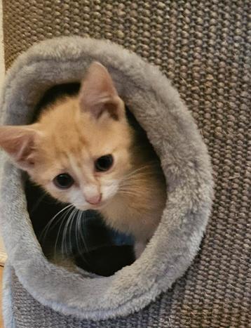  Kruising kitten ingeënt, gechipt, ontwormd,paspoort beschikbaar voor biedingen