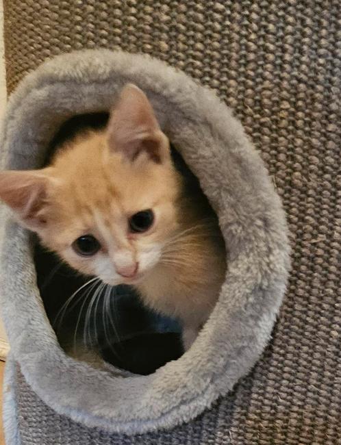 Kruising kitten ingeënt, gechipt, ontwormd,paspoort, Dieren en Toebehoren, Katten en Kittens | Overige Katten, Kater