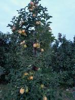 Appels, Diversen, Levensmiddelen, Ophalen