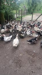 Kaapse-Muskuseenden, doksa, doksi, Dieren en Toebehoren, Eend