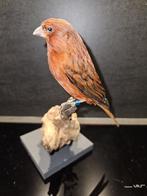 Prachtige opgezette zwart-rode kanarie, Ophalen of Verzenden, Nieuw, Vogel, Opgezet dier