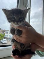 Kittens op zoek naar hun nieuwe thuis, Poes