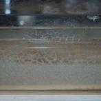 Micro wormen levend voer, Dieren en Toebehoren, Ophalen of Verzenden, Nieuw, Overige typen