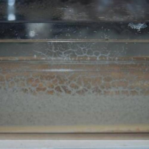 Micro wormen levend voer, Dieren en Toebehoren, Vissen | Aquaria en Toebehoren, Nieuw, Overige typen, Ophalen of Verzenden