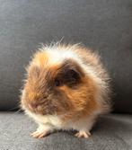 Cavia castraat Wodan, Dieren en Toebehoren, April, Mannelijk, Cavia
