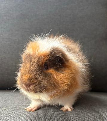 Cavia castraat Wodan beschikbaar voor biedingen