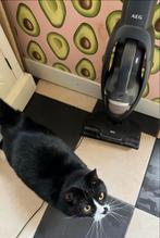 AEG QX8 Animal steelstofzuiger + kruimeldief, Witgoed en Apparatuur, Stofzuigers, Ophalen, Gebruikt, Stofzuiger, Minder dan 1200 watt