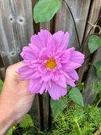 Cosmea Double Dutch Rose zaden, Verzenden, Voorjaar, Volle zon, Zaad