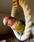 Agapornis vrouwtje zoekt volière, Dieren en Toebehoren, Vrouwelijk, Dwergpapegaai of Agapornis