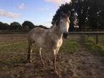 Gezocht: grote vierkante pakken paardenhooi, Dieren en Toebehoren, Ophalen, Vee