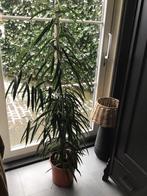 Mooie ficus plant, Ophalen of Verzenden, Halfschaduw, 150 tot 200 cm