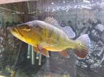 2x Cichla Kelberi XL SUPER ACTIE!!!, Vis, Zoetwatervis
