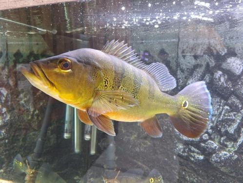 2x Cichla Kelberi XL SUPER ACTIE!!!, Dieren en Toebehoren, Vissen | Aquariumvissen, Zoetwatervis, Vis