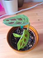 Maranta Light Veins, Overige soorten, Minder dan 100 cm, Ophalen of Verzenden, Halfschaduw