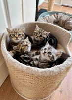 Britse korthaar kittens, Dieren en Toebehoren, Katten en Kittens | Raskatten | Korthaar, Meerdere dieren, Ontwormd, 0 tot 2 jaar