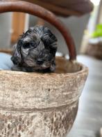 Knappe cockapoo pup, Dieren en Toebehoren, Overige rassen, CDV (hondenziekte), 8 tot 15 weken, Teef