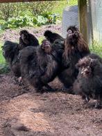 aangeboden zijdehoen haan, Dieren en Toebehoren, Pluimvee, Mannelijk, Kip