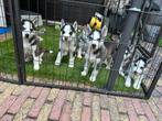 Nestje Siberische Husky pups, CDV (hondenziekte), 8 tot 15 weken, Poolhond, Meerdere