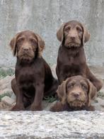 Labradoodle f1 pups (mogen nest verlaten), Rabiës (hondsdolheid), Overige rassen, 8 tot 15 weken, Meerdere