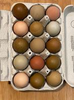 Broedeieren groenlegger en kleurlegger, Geslacht onbekend, Kip