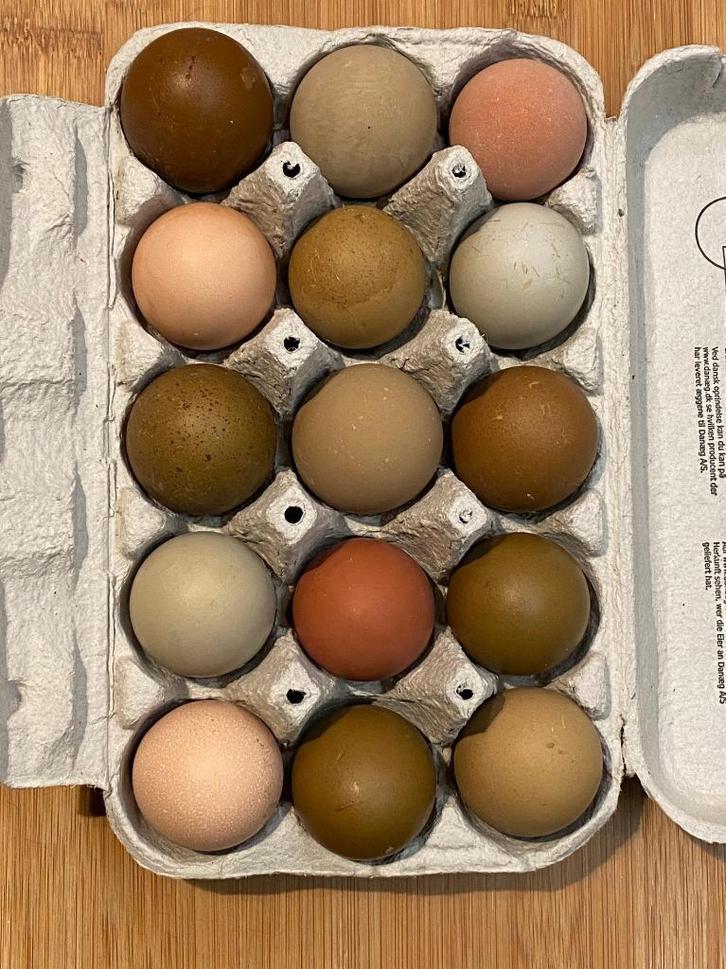 Broedeieren groenlegger en kleurlegger, Dieren en Toebehoren, Pluimvee, Kip, Geslacht onbekend