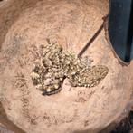 Mediteraanse muur gekko, Hagedis, 0 tot 2 jaar