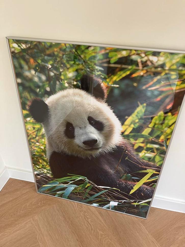 Fraai ingelijste grote poster van  panda beer, Huis en Inrichting, Woonaccessoires | Schilderijen, Tekeningen en Foto's, Gebruikt