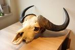 Taxidermie schedel kaapse Buffel, Ophalen, Wild dier, Schedel