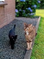 Superlieve kitten Takkie! gevaccineerd en gezond ,😉, Dieren en Toebehoren, Katten en Kittens | Overige Katten, Kater
