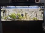 Super Compleet Aquarium, Dieren en Toebehoren, Ophalen, Zo goed als nieuw, Gevuld zoetwateraquarium