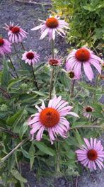 Echinacea purpurea - Rode zonnehoed zaden Bio, Ophalen of Verzenden, Voorjaar, Volle zon, Zaad