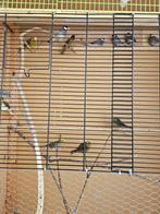12 vogels, Dieren en Toebehoren, Vogels | Overige Vogels, Meerdere dieren, Tropenvogel