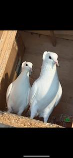 Duiven, Dieren en Toebehoren