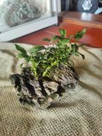 Anubias op steen en hout te koop aquascaping, Ophalen, Zo goed als nieuw, Plant(en), Steen of Hout