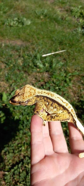 0.1 mooie Extreme Tricolor Wimpergekko vrouw beschikbaar voor biedingen