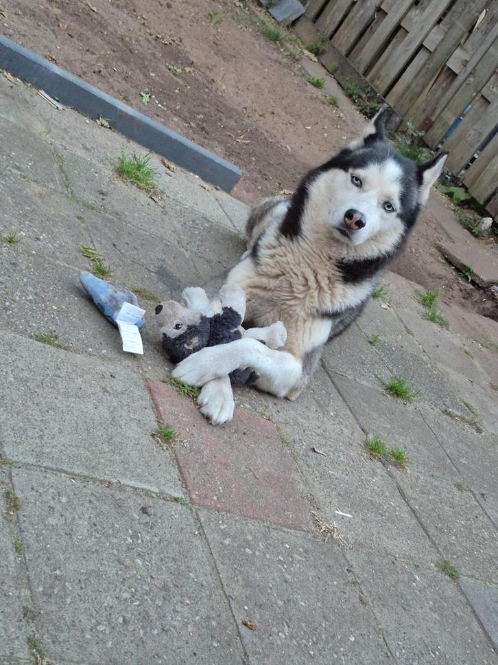 Husky reu zoekt gouden mand, Dieren en Toebehoren, Honden | Poolhonden, Keeshonden en Oertypen, Reu, Poolhond, Particulier, Eén hond