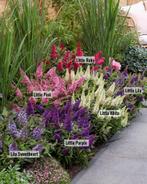 7 kleuren butterfly candy-dwerg vlinderstruik in 19 cm pot, Tuin en Terras, Planten | Tuinplanten, Ophalen, Zomer, Overige soorten