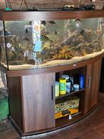 Juwel vision 450 compleet, Dieren en Toebehoren, Vissen | Aquaria en Toebehoren, Ophalen, Gebruikt, Gevuld zoetwateraquarium